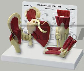 Joint Mini Hip Knee Elbow Shoulder Model